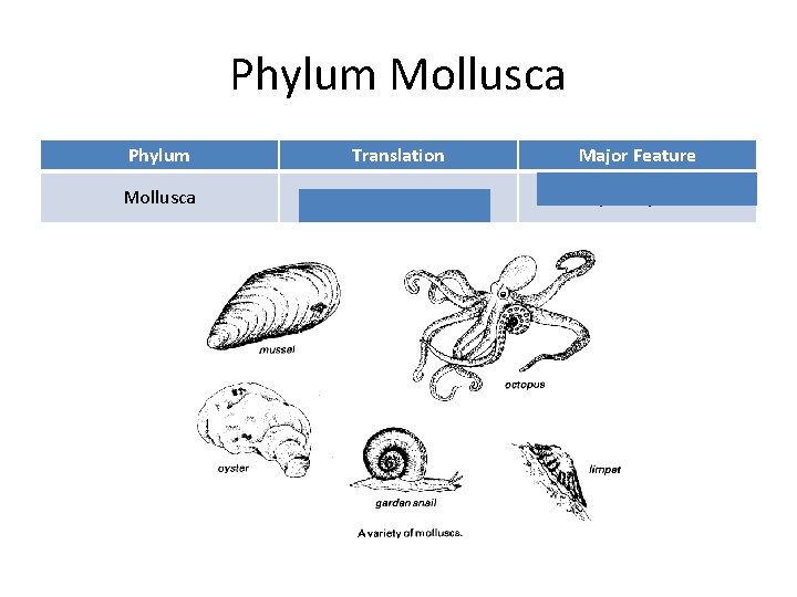 Phylum Mollusca Phylum Translation Major Feature Mollusca A soft shellfish Soft body; many have