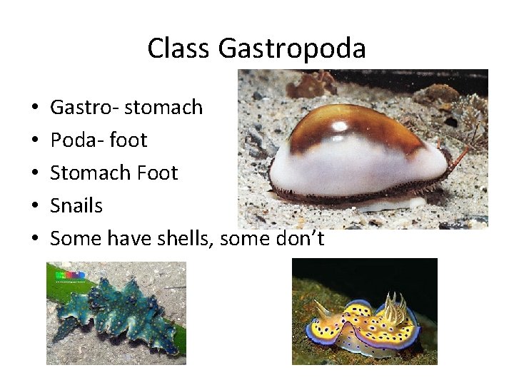 Class Gastropoda • • • Gastro- stomach Poda- foot Stomach Foot Snails Some have