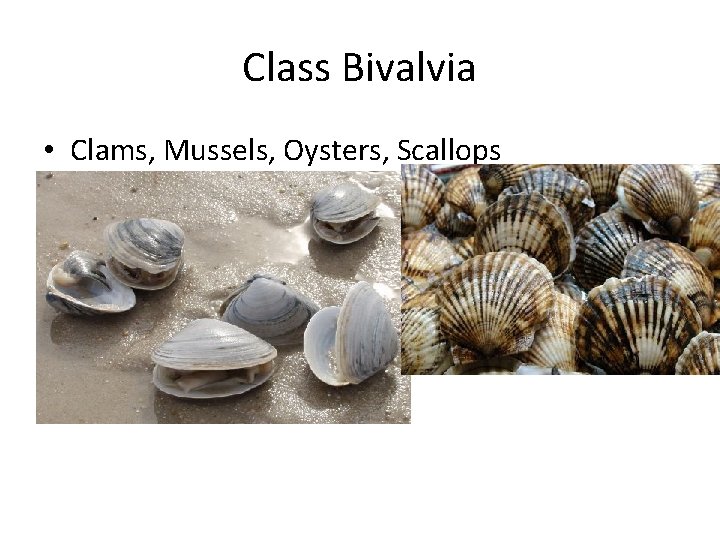 Class Bivalvia • Clams, Mussels, Oysters, Scallops 