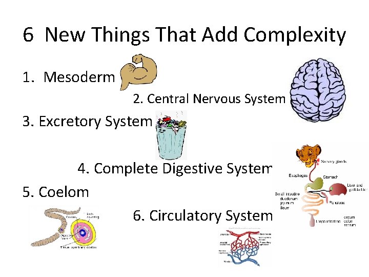 6 New Things That Add Complexity 1. Mesoderm 2. Central Nervous System 3. Excretory