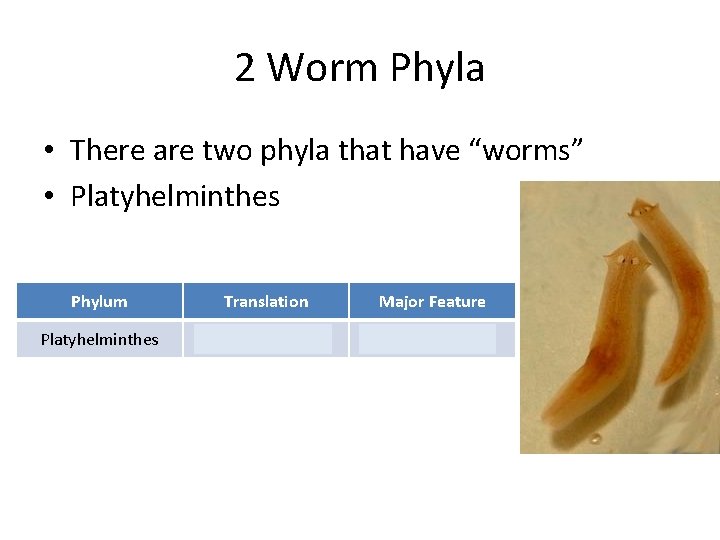 2 Worm Phyla • There are two phyla that have “worms” • Platyhelminthes Phylum