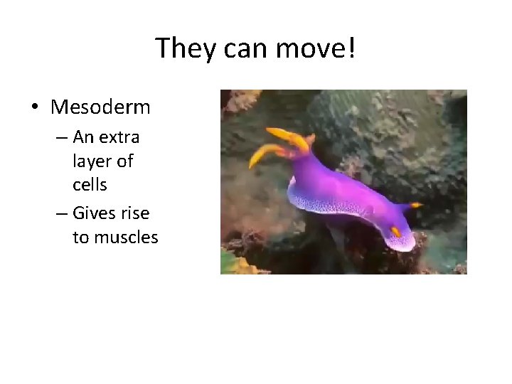 They can move! • Mesoderm – An extra layer of cells – Gives rise