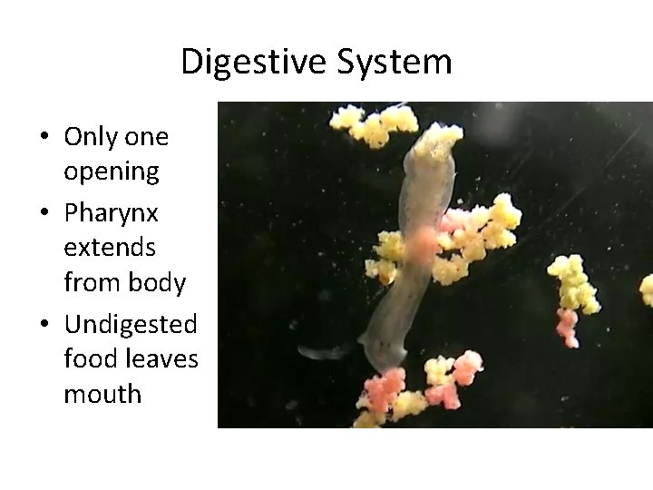 Digestive System • Only one opening • Pharynx extends from body • Undigested food