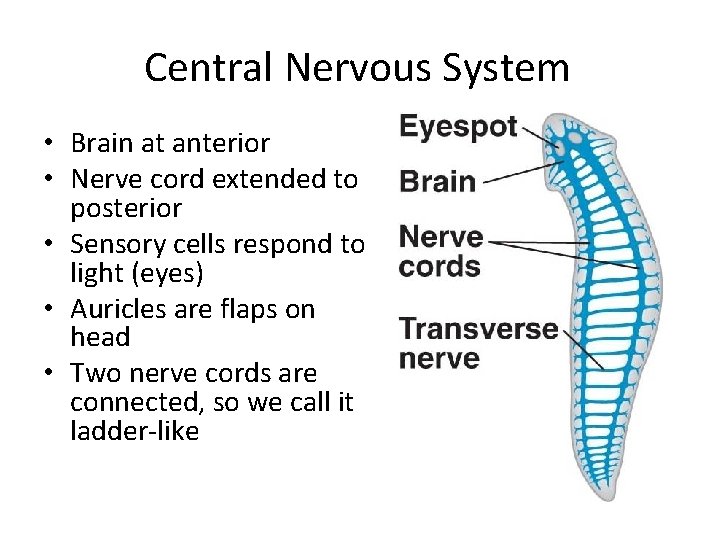 Central Nervous System • Brain at anterior • Nerve cord extended to posterior •