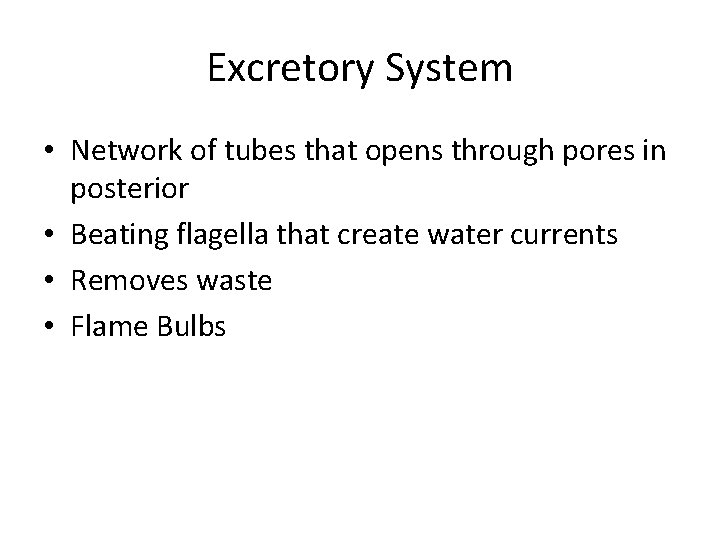 Excretory System • Network of tubes that opens through pores in posterior • Beating