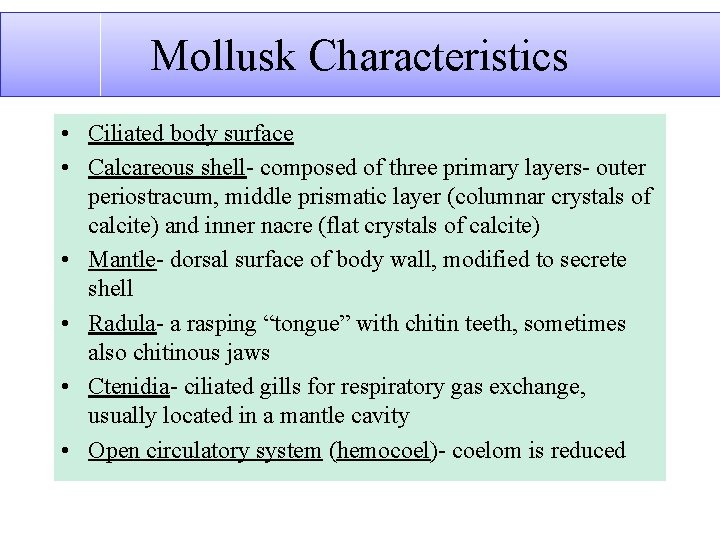 Mollusk Characteristics • Ciliated body surface • Calcareous shell composed of three primary layers