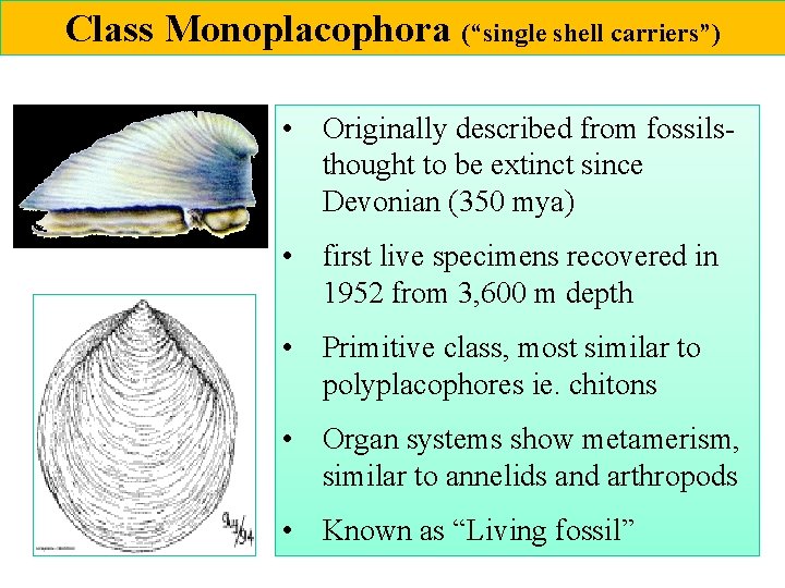 Class Monoplacophora (“single shell carriers”) • Originally described from fossils thought to be extinct