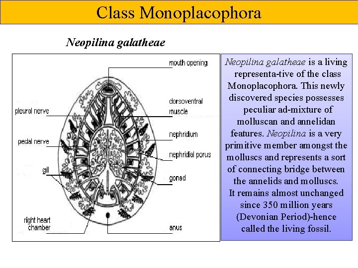 Class Monoplacophora Neopilina galatheae is a living representa tive of the class Monoplacophora. This