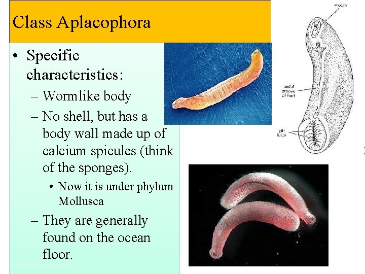 Class Aplacophora • Specific characteristics: – Wormlike body – No shell, but has a