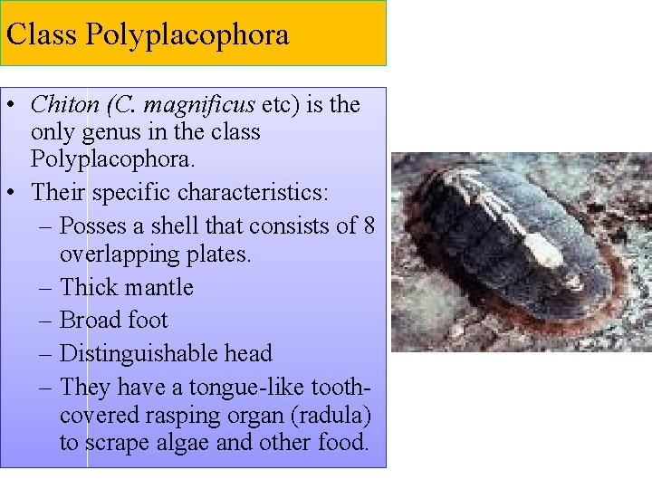 Class Polyplacophora • Chiton (C. magnificus etc) is the only genus in the class