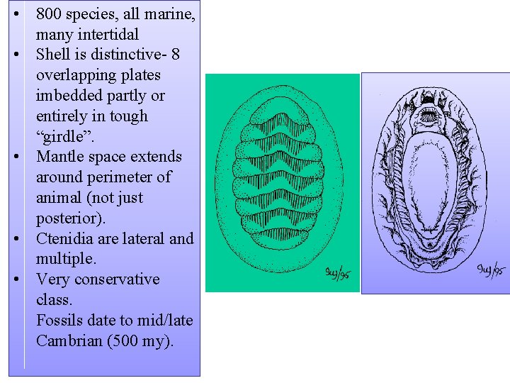  • 800 species, all marine, many intertidal • Shell is distinctive 8 overlapping