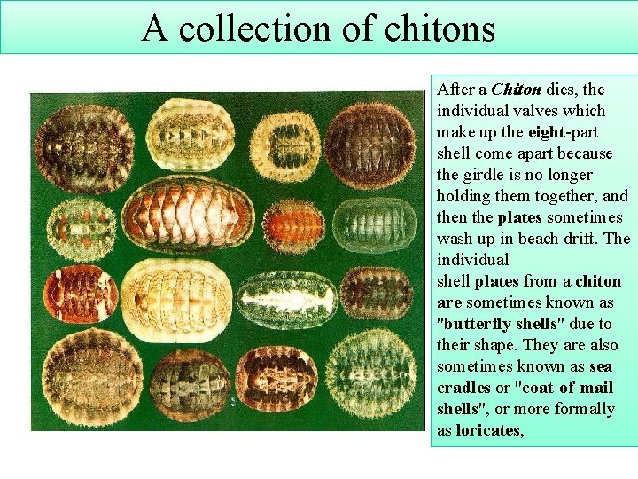 A collection of chitons After a Chiton dies, the individual valves which make up
