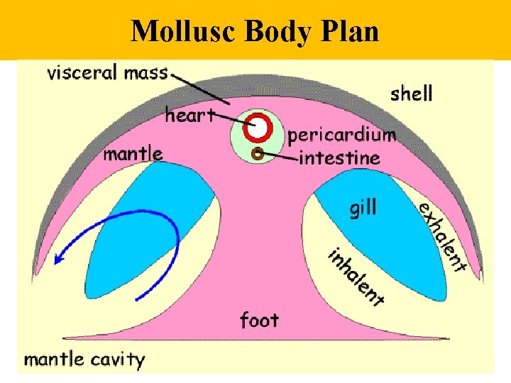 Mollusc Body Plan 