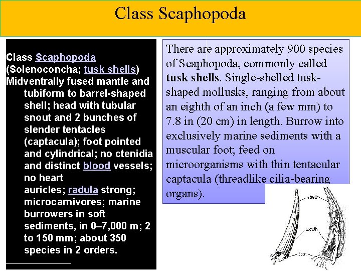 Class Scaphopoda (Solenoconcha; tusk shells) Midventrally fused mantle and tubiform to barrel-shaped shell; head