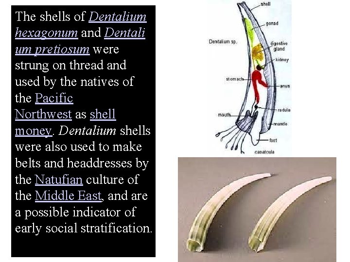 The shells of Dentalium hexagonum and Dentali um pretiosum were strung on thread and