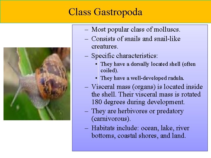 Class Gastropoda – Most popular class of molluscs. – Consists of snails and snail