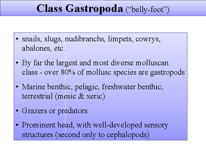 Class Gastropoda (“belly foot”) • snails, slugs, nudibranchs, limpets, cowrys, abalones, etc. • By