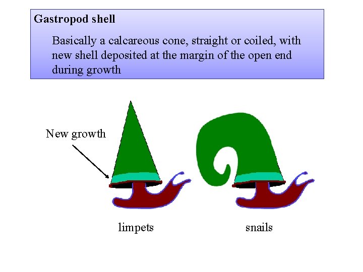 Gastropod shell Basically a calcareous cone, straight or coiled, with new shell deposited at