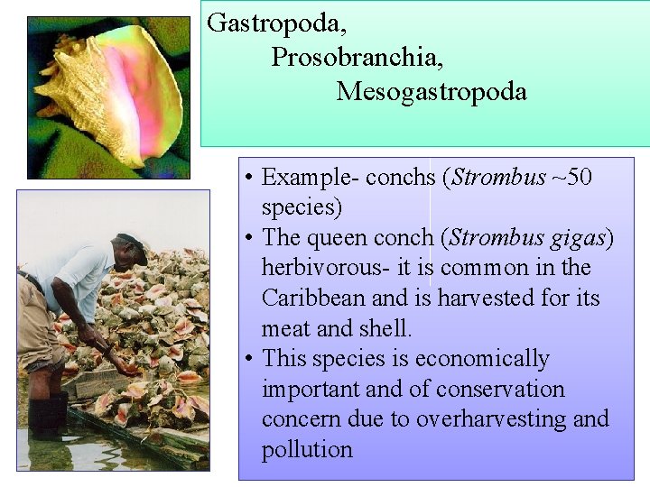 Gastropoda, Prosobranchia, Mesogastropoda • Example conchs (Strombus ~50 species) • The queen conch (Strombus