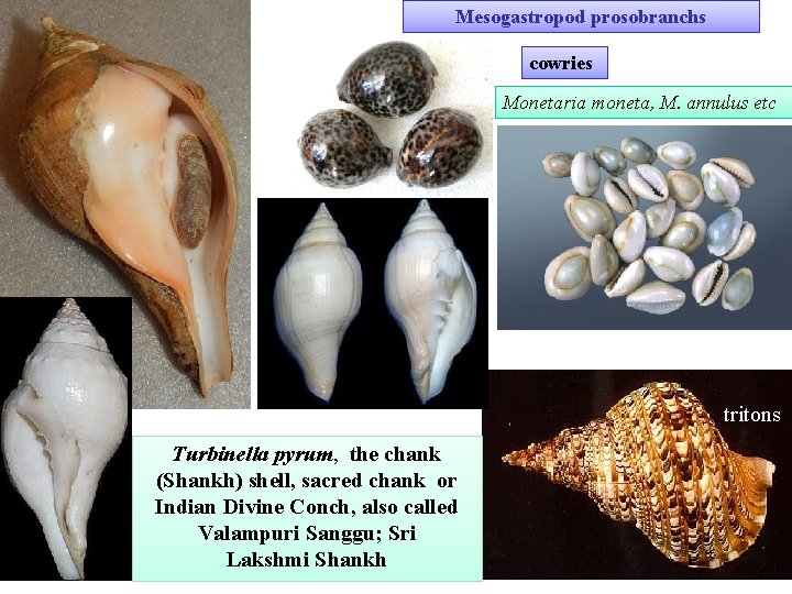Mesogastropod prosobranchs cowries Monetaria moneta, M. annulus etc tritons Turbinella pyrum, the chank (Shankh)