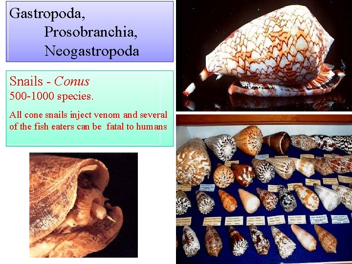 Gastropoda, Prosobranchia, Neogastropoda Snails Conus 500 1000 species. All cone snails inject venom and