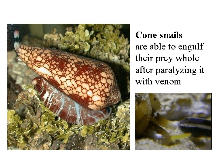 Cone snails are able to engulf their prey whole after paralyzing it with venom