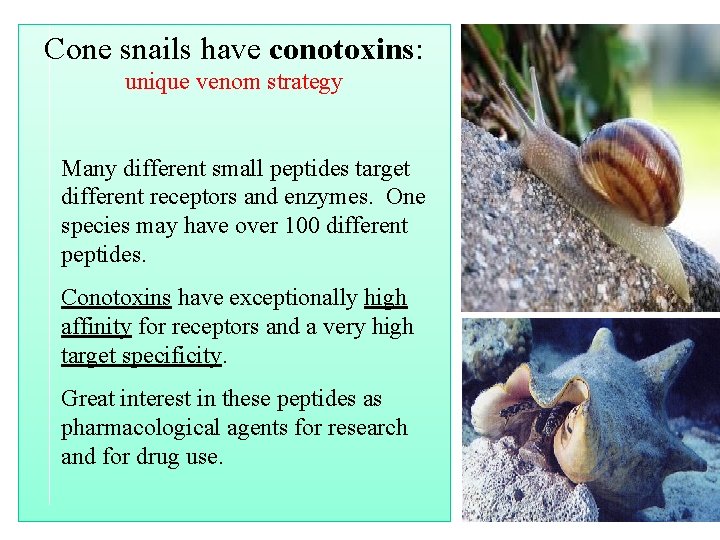 Cone snails have conotoxins: unique venom strategy Many different small peptides target different receptors