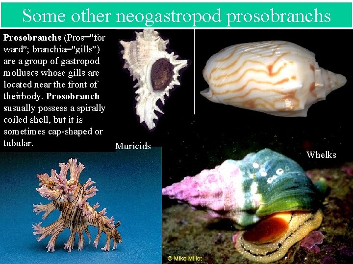 Some other neogastropod prosobranchs Prosobranchs (Pros="for ward"; branchia="gills") are a group of gastropod molluscs