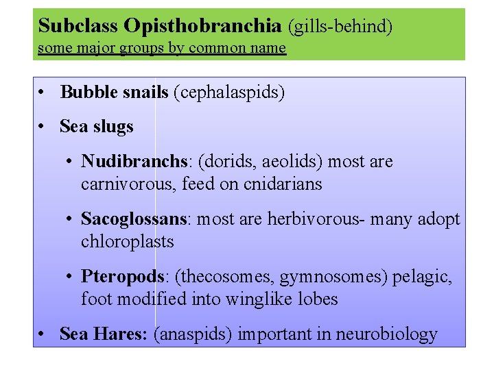 Subclass Opisthobranchia (gills behind) some major groups by common name • Bubble snails (cephalaspids)