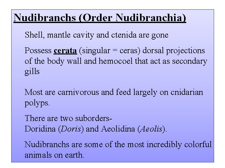 Nudibranchs (Order Nudibranchia) Shell, mantle cavity and ctenida are gone Possess cerata (singular =
