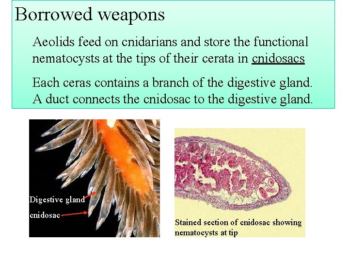 Borrowed weapons Aeolids feed on cnidarians and store the functional nematocysts at the tips