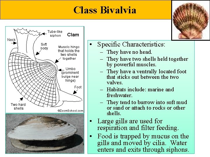 Class Bivalvia • Specific Characteristics: – They have no head. – They have two