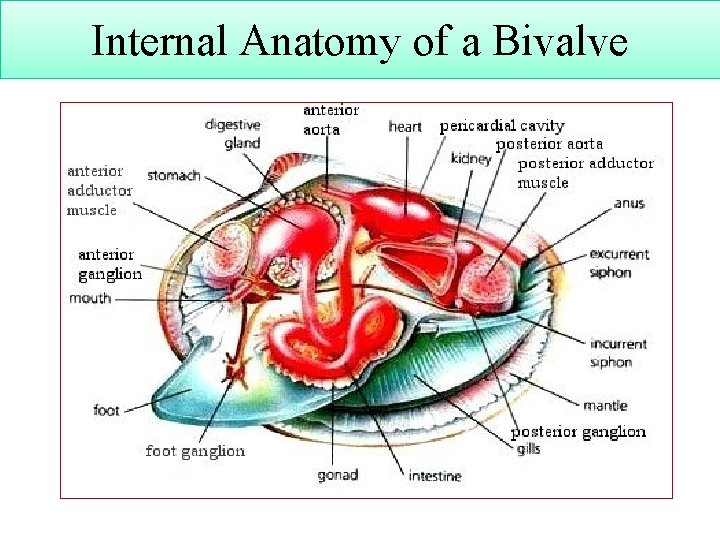 Internal Anatomy of a Bivalve 