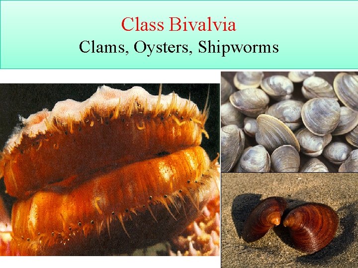 Class Bivalvia Clams, Oysters, Shipworms 37 