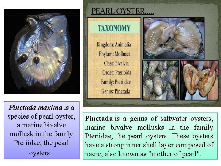 Pinctada maxima is a species of pearl oyster, a marine bivalve mollusk in the