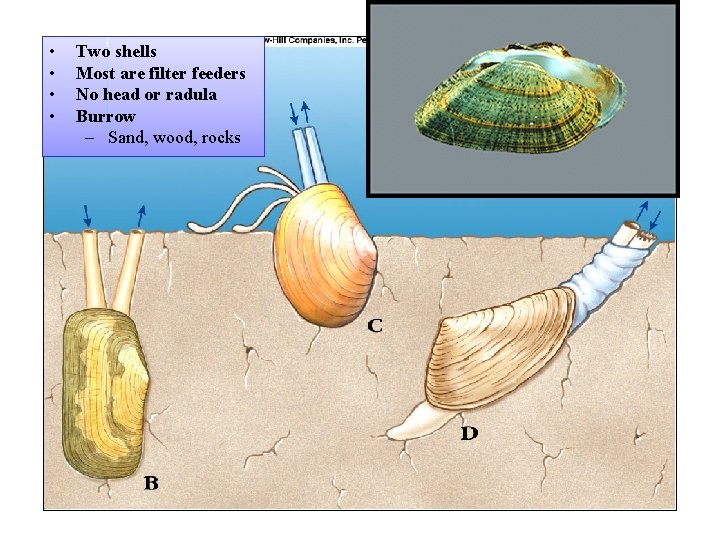  • • Two shells Most are filter feeders No head or radula Burrow