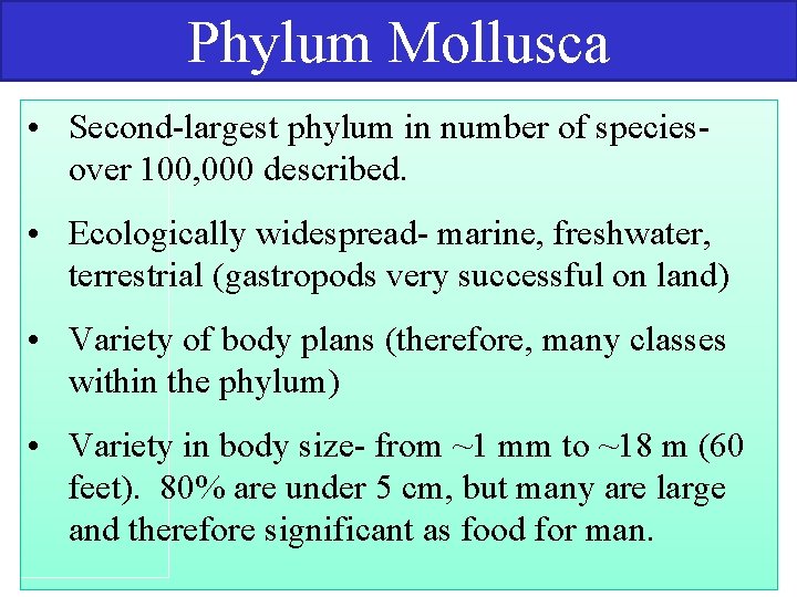 Phylum Mollusca • Second largest phylum in number of species over 100, 000 described.