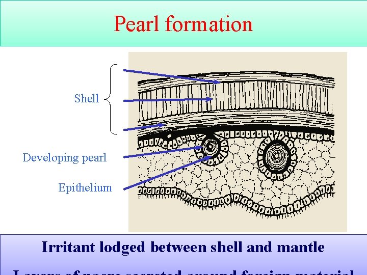 Pearl formation Shell Developing pearl Epithelium Irritant lodged between shell and mantle 40 