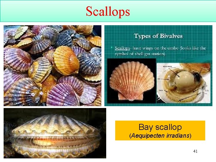 Scallops Bay scallop (Aequipecten irradians) 41 