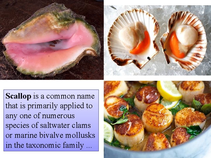 Scallop is a common name that is primarily applied to any one of numerous