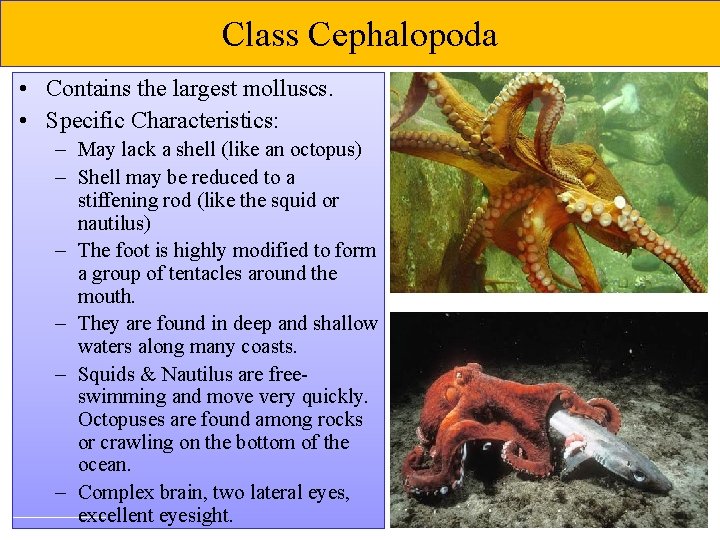 Class Cephalopoda • Contains the largest molluscs. • Specific Characteristics: – May lack a