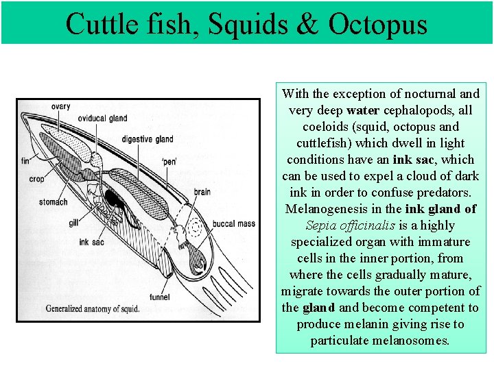 Cuttle fish, Squids & Octopus With the exception of nocturnal and very deep water