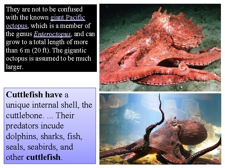 They are not to be confused with the known giant Pacific octopus, which is