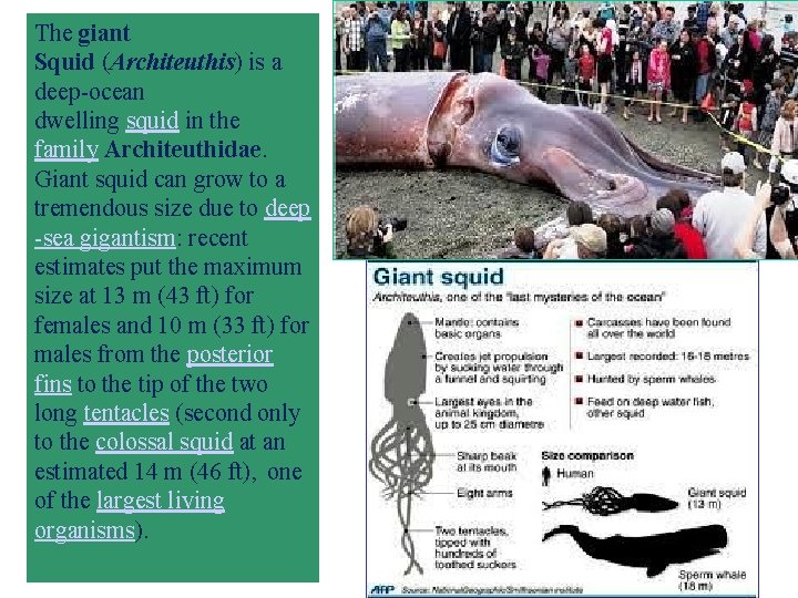 The giant Squid (Architeuthis) is a deep ocean dwelling squid in the family Architeuthidae.