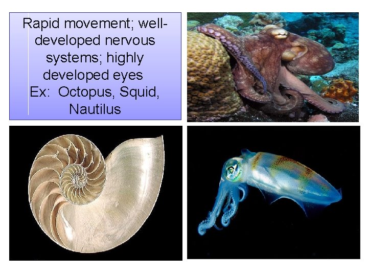 Rapid movement; welldeveloped nervous systems; highly developed eyes Ex: Octopus, Squid, Nautilus 