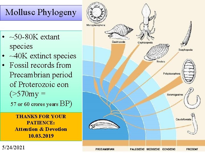 Mollusc Phylogeny • ~50 80 K extant species • ~40 K extinct species •