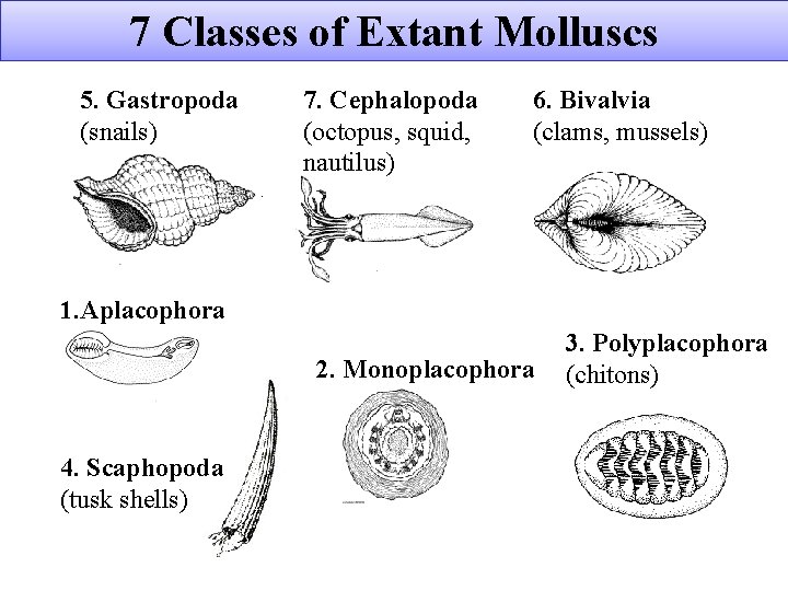 7 Classes of Extant Molluscs 5. Gastropoda (snails) 7. Cephalopoda (octopus, squid, nautilus) 6.