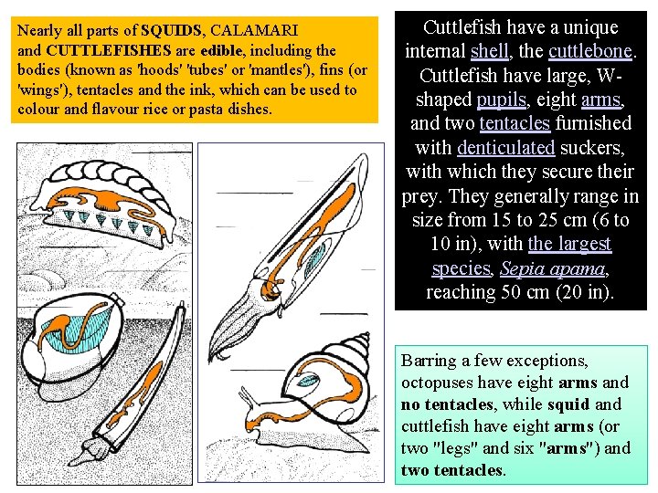 Nearly all parts of SQUIDS, CALAMARI and CUTTLEFISHES are edible, including the bodies (known