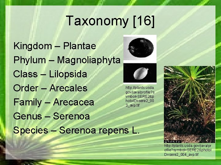 Taxonomy [16] Kingdom – Plantae Phylum – Magnoliaphyta Class – Lilopsida Order – Arecales