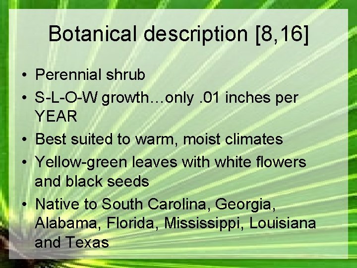 Botanical description [8, 16] • Perennial shrub • S-L-O-W growth…only. 01 inches per YEAR